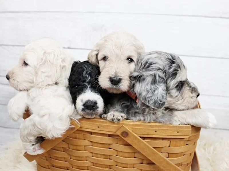 Alexander Oodles of Doodles