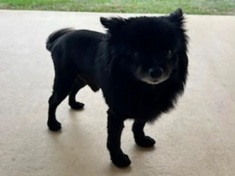 🐾 Alexander’s Little Angels 🐾