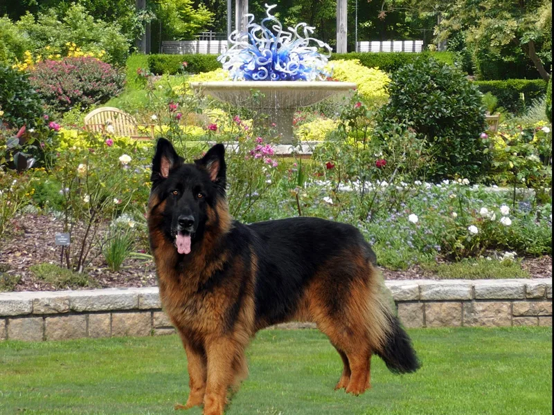 Alexanderhof Kennels