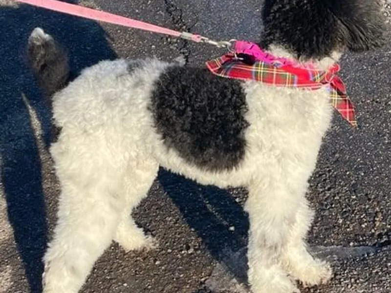 Alexanders AKC Kennels