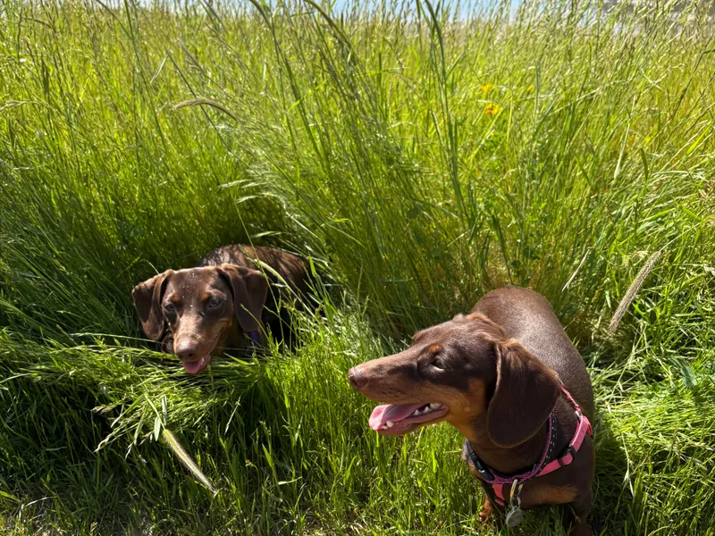 Alexandra's Mini Doxies