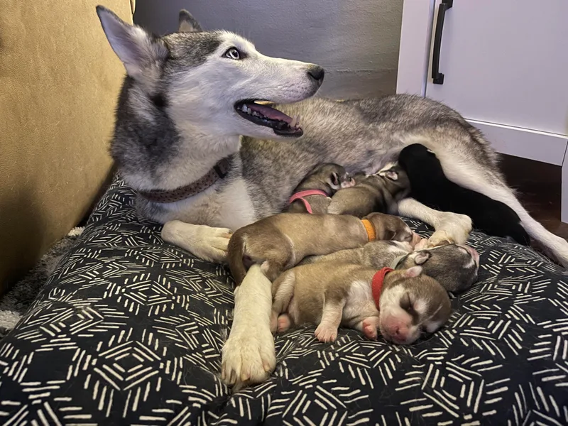 Alexandra's Siberian Huskies