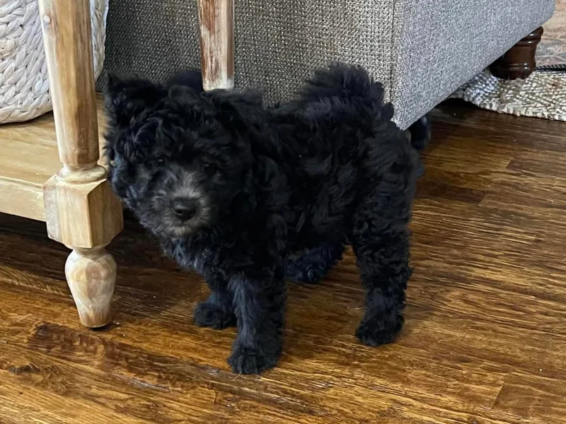 Alexis Dwyer's Pumis photo 1