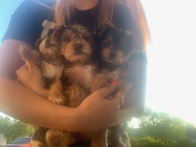 Alexis Fleury's Yorkies