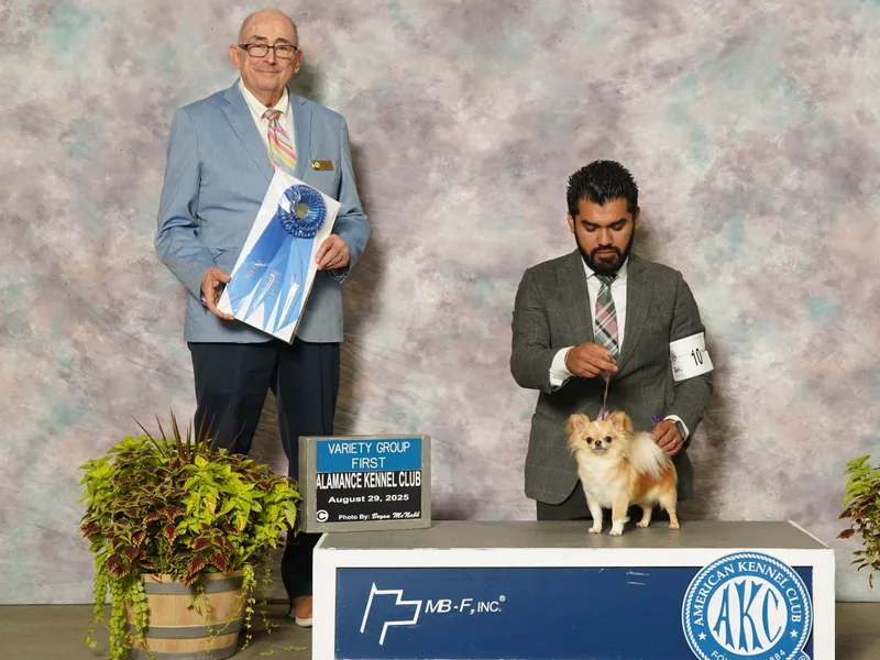 Alfheim-Andromeda Chihuahua's (A &amp;A's)