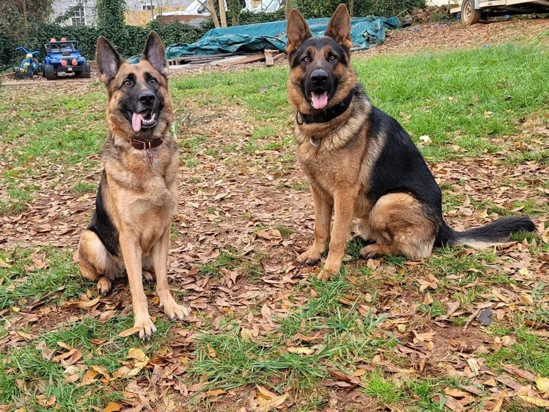 Alford German Shepherds