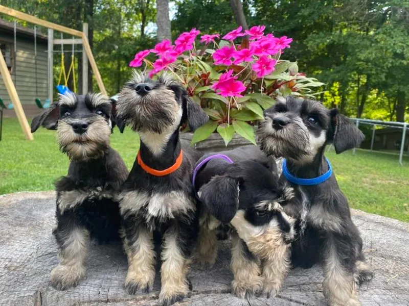 Ali’s Black Diamond Miniature Schnauzers