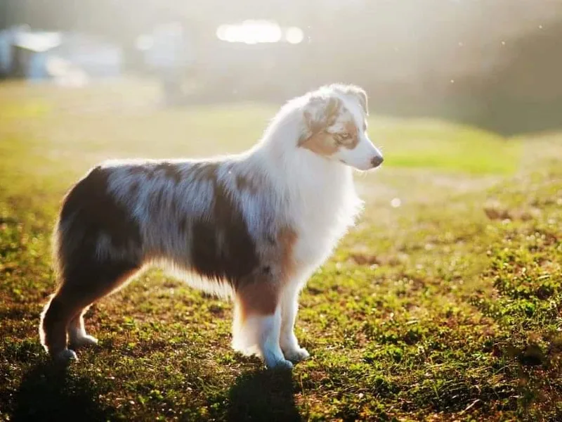 Alias Australian Shepherds