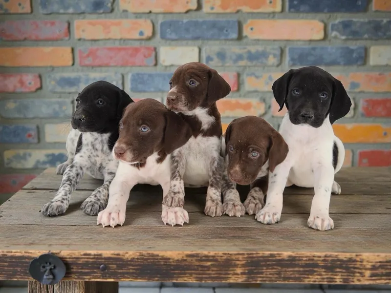 Alibi Pups & Windy Ridge Gundogs