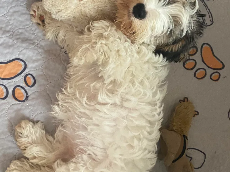 Alibi Sealyham Terriers photo 1