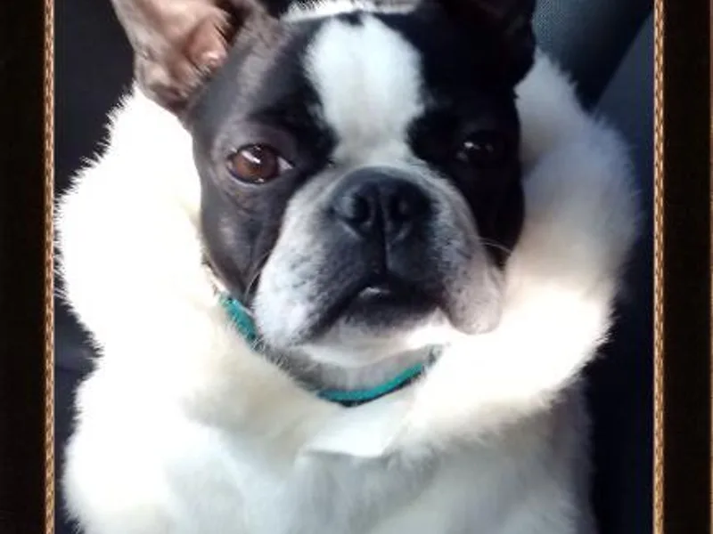 Alice Charette's Boston Terriers