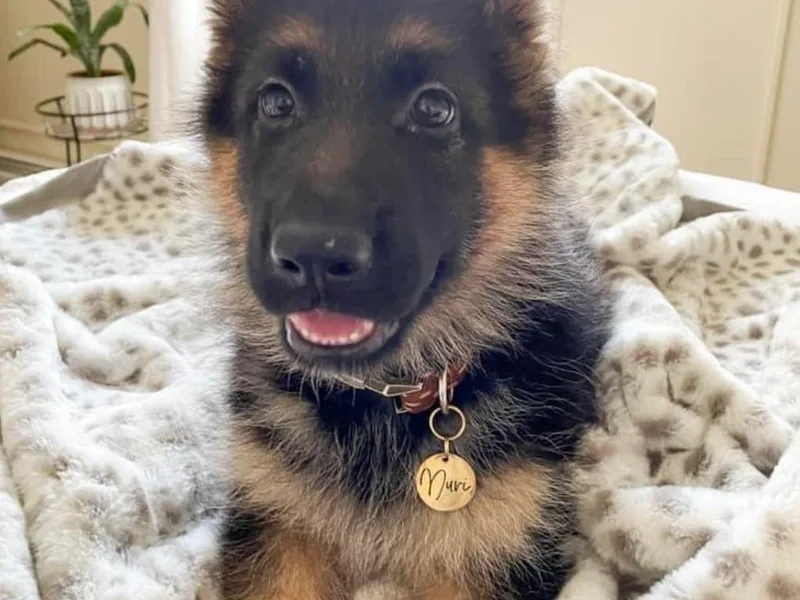 Aliceeann's German Shepherds