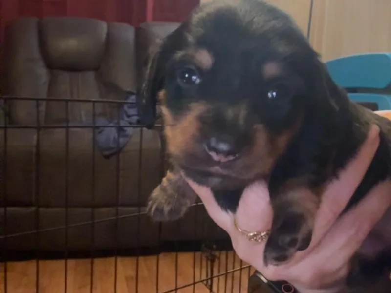 Alicia's mini dachshund