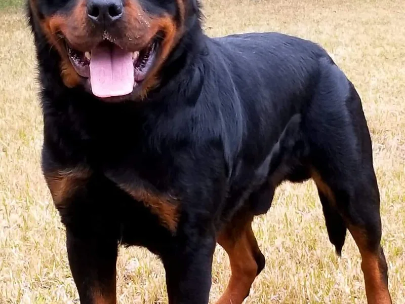Aliece's Rottweilers