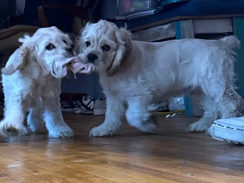 Alina's Cocker Spaniels