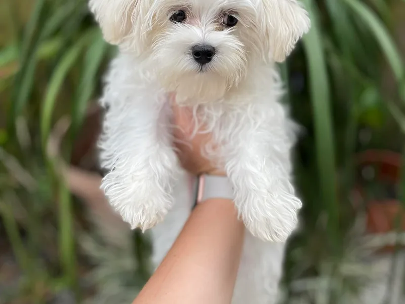 Alina's Maltese