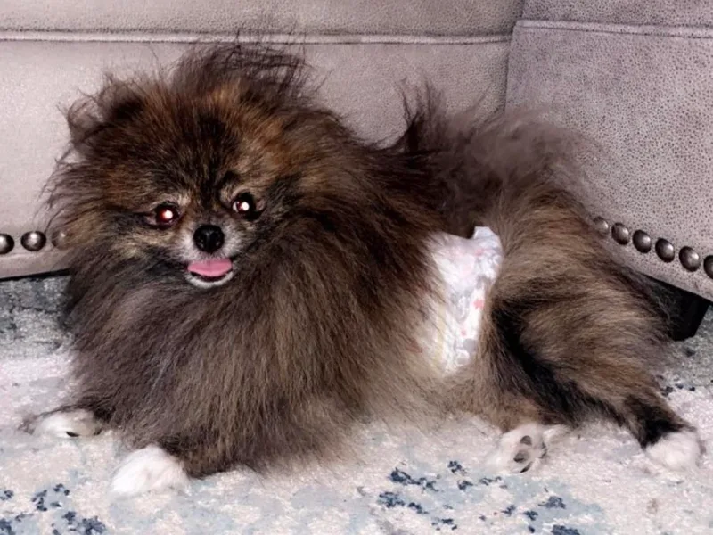 Alina's Pomeranians