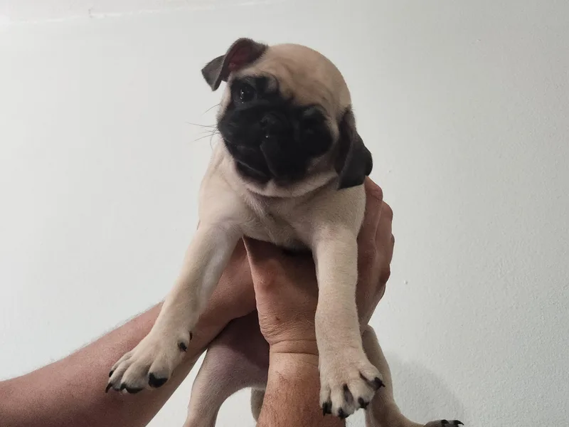 Alisa's Pugs