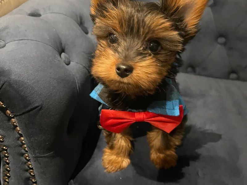 Alisha's Yorkshire Terriers