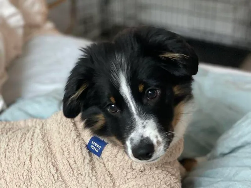 Alissa's Australian Shepherds