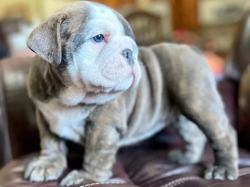 Alizah Bulldogs