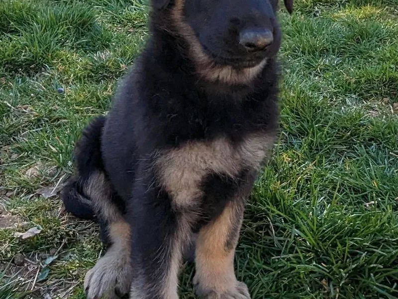 Aljan v. Pashen Kennels