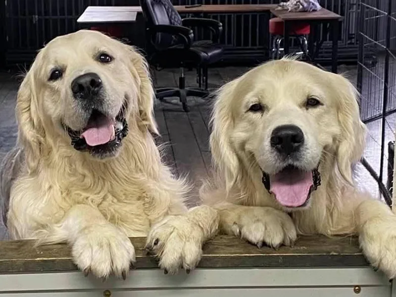 All 4 Paws of Pheasant Run