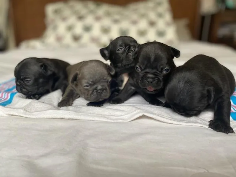 All About Frenchies