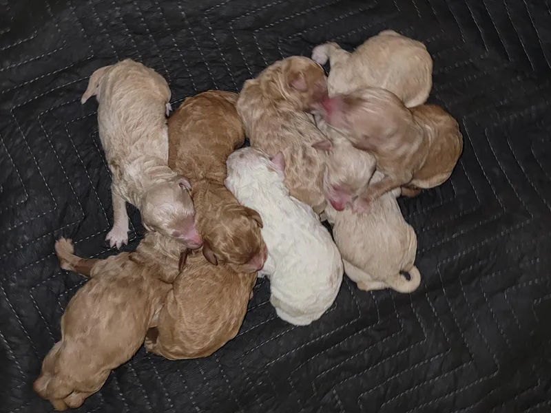 All About Goldendoodles