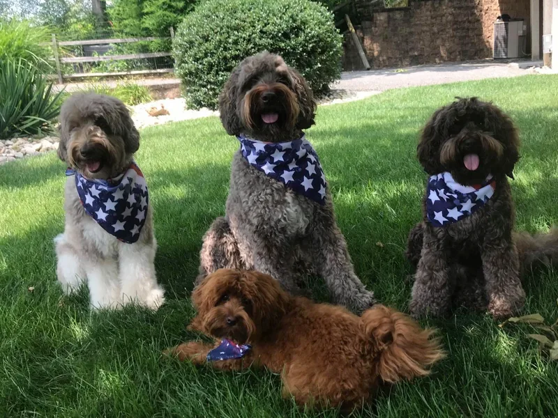 All About Love Australian Labradoodles