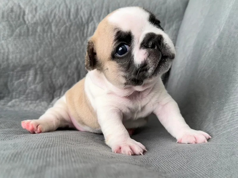 All About The French