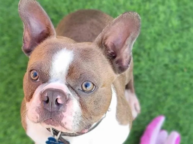 All American Boston Terriers
