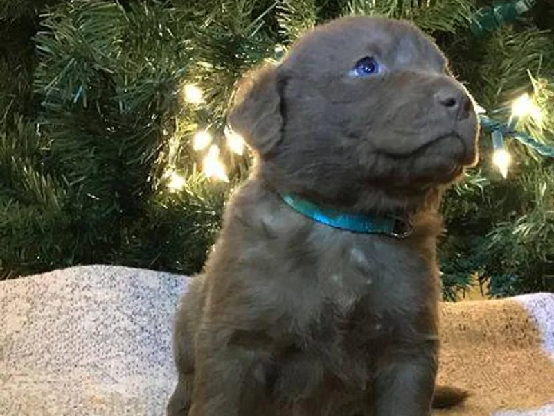 All-American Chesapeakes photo 1