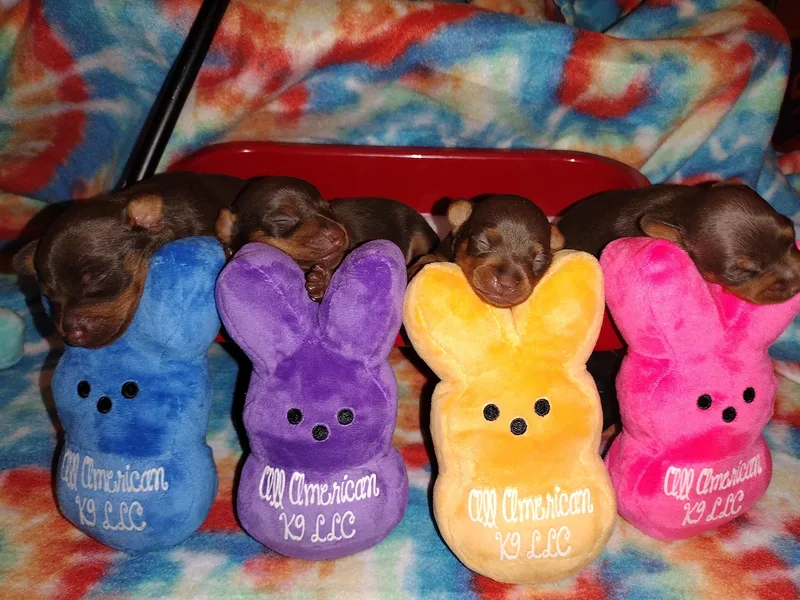 ALL AMERICAN K9 LLC photo 1