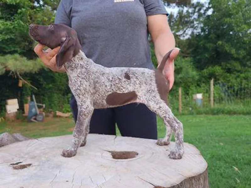 All American Pointers