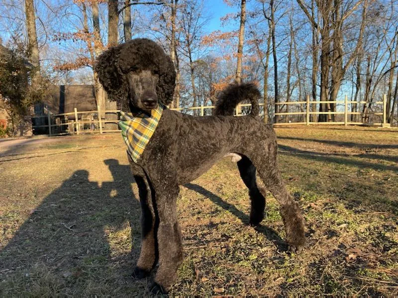 All American Poodles