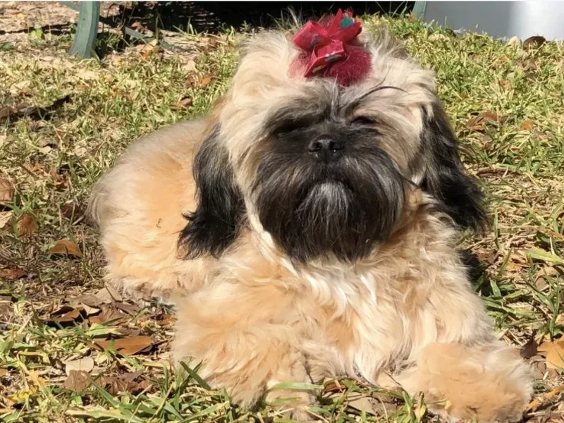 All American Shih Tzu Puppies