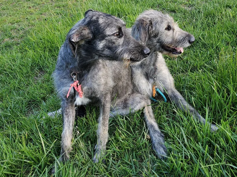 All Around Irish Wolfhounds photo 1
