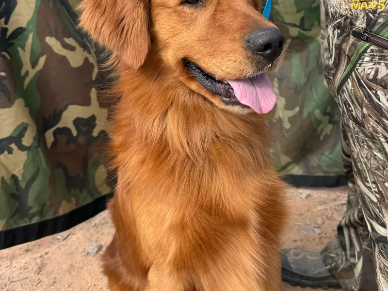 All Around Retrievers