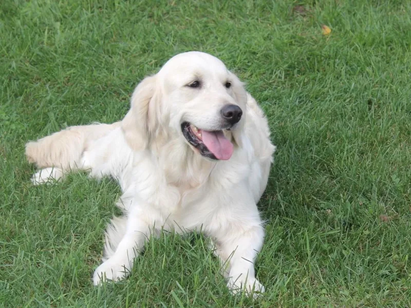 All by grace goldens