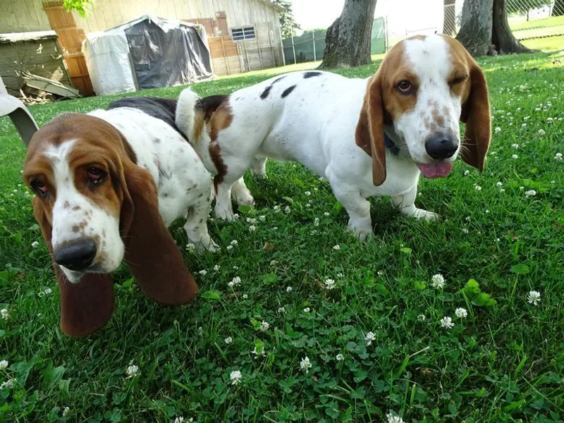 All Ears Bassets