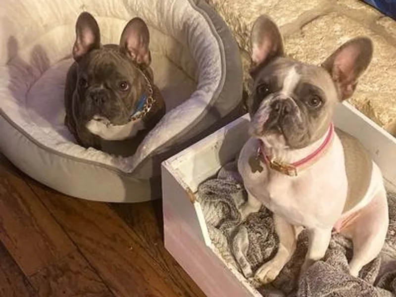 All Frenchied Up