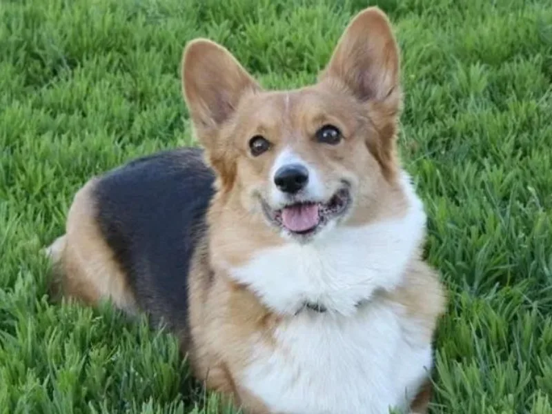 All Hale Corgis