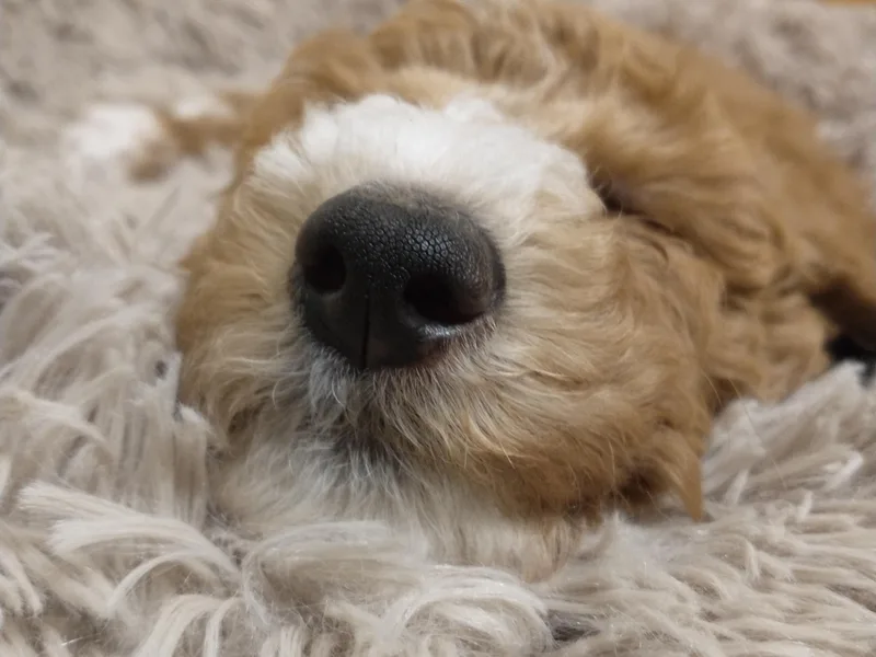 All Poodle No Doodle