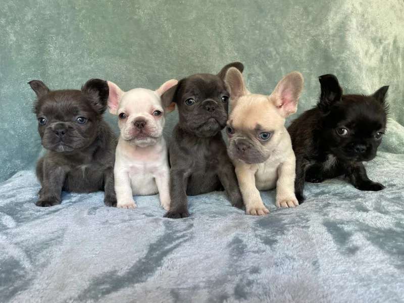 All Profit Kennel