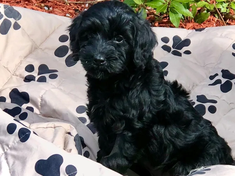 All-Spice Australian Labradoodles photo 1