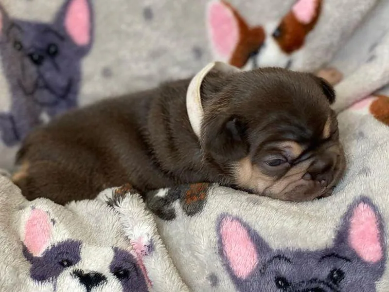 All Star Frenchies