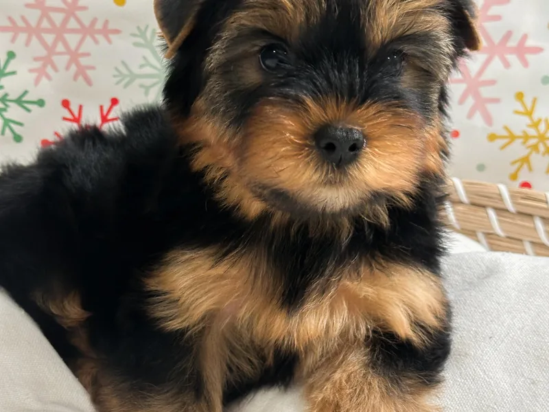 All Star Yorkies