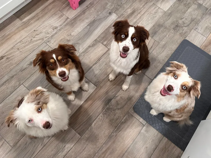 All That Auss Mini Aussies