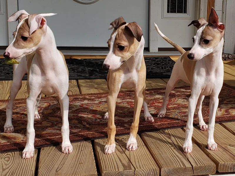 All The DoDa Day Italian Greyhounds photo 1